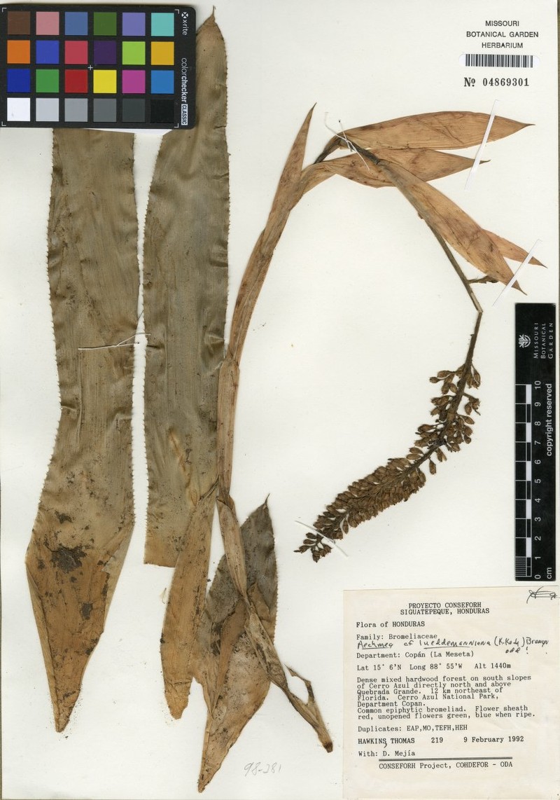 Androlepis najarroi photo 6