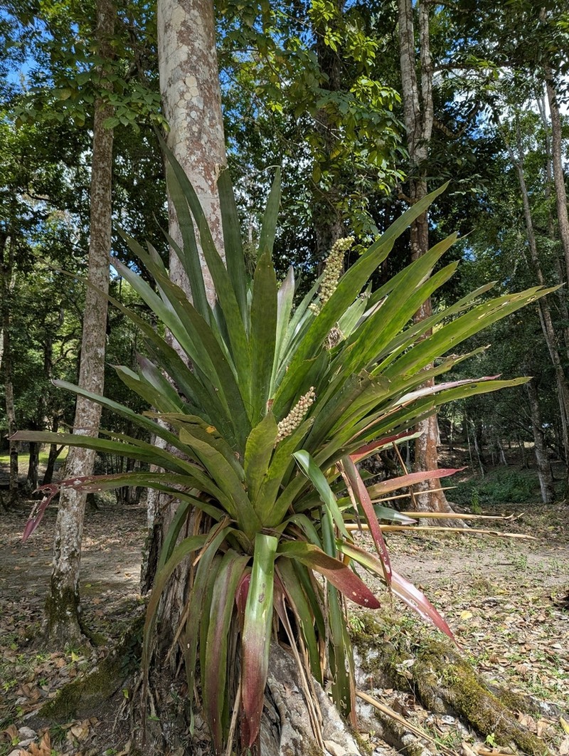 Androlepis skinneri photo 2