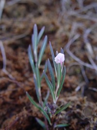 Bog Rosemary
