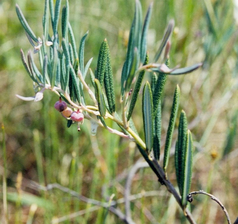 Bog Rosemary photo 2
