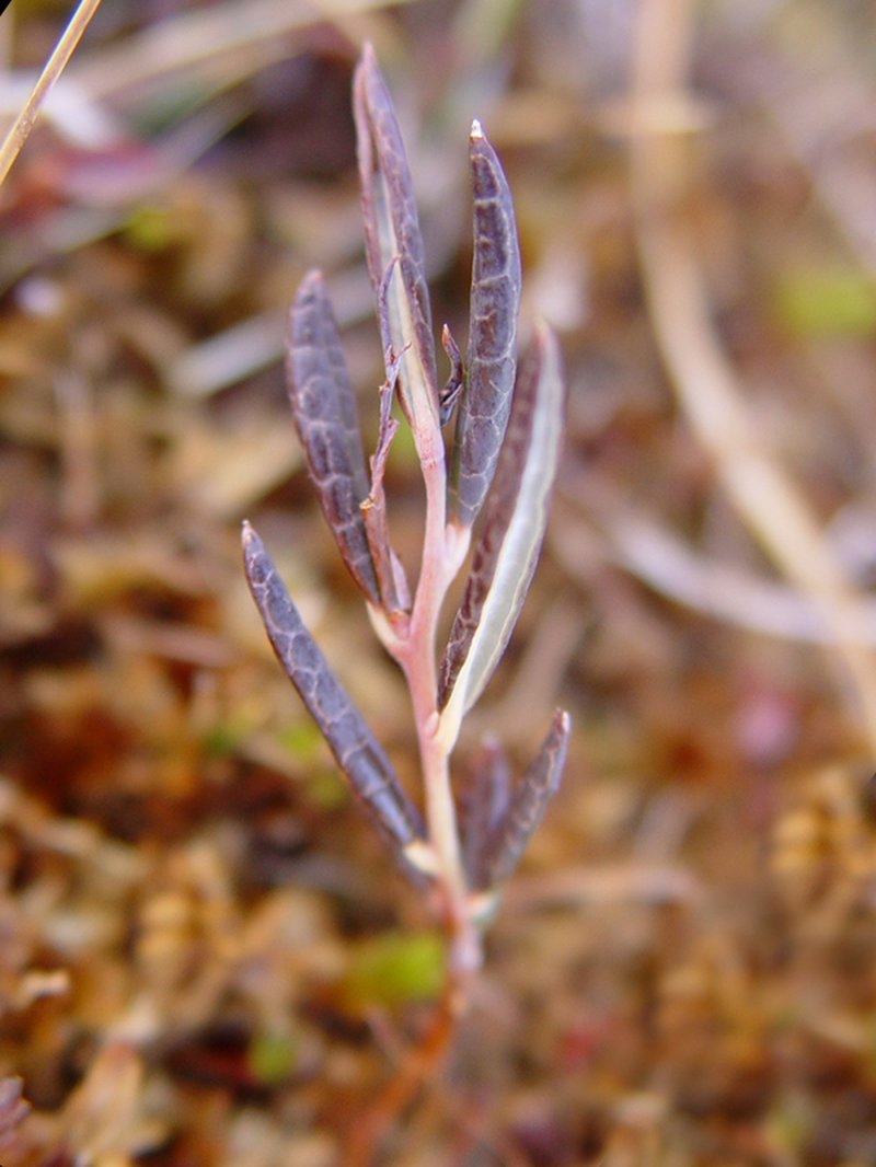 Bog Rosemary photo 3