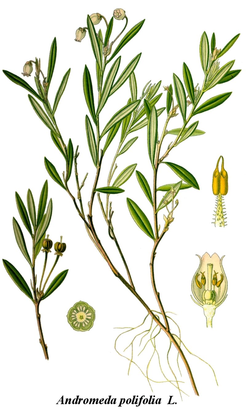 Bog Rosemary photo 4