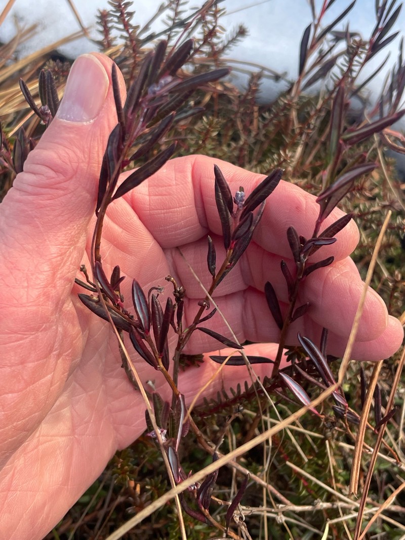 Bog Rosemary