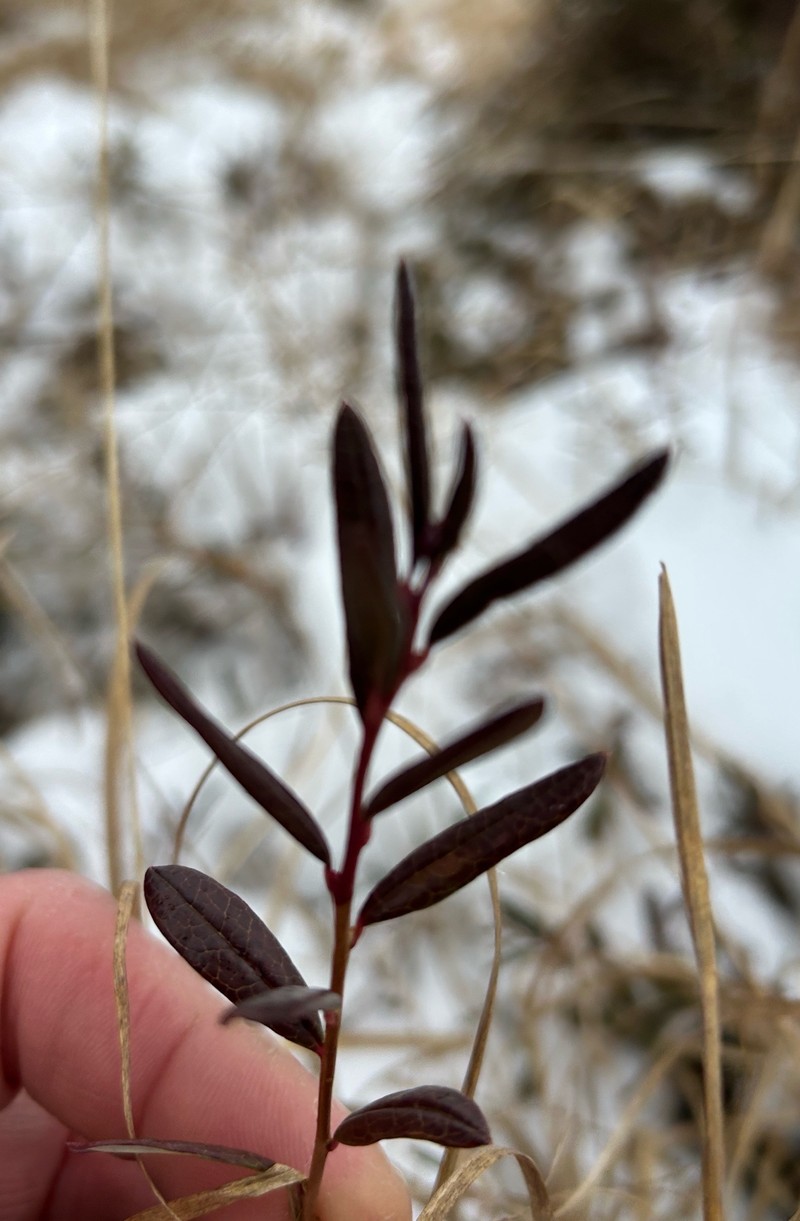 Bog Rosemary photo 2