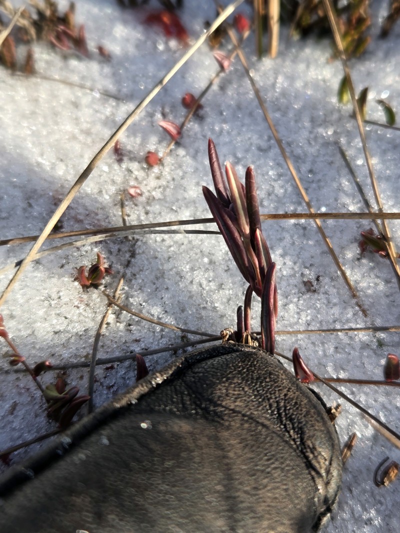 Bog Rosemary photo 3