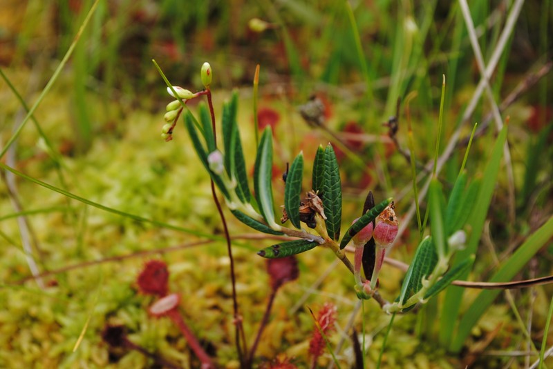 Andromeda polifolia subsp. polifolia