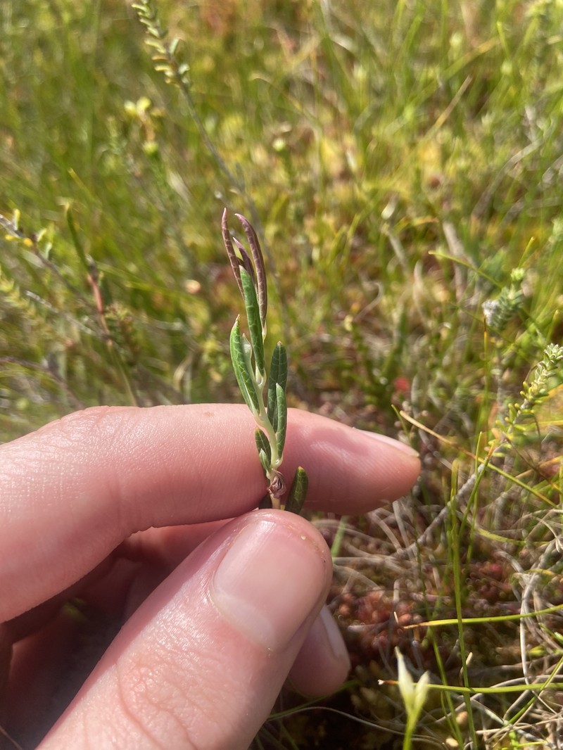 Andromeda polifolia subsp. polifolia photo 2