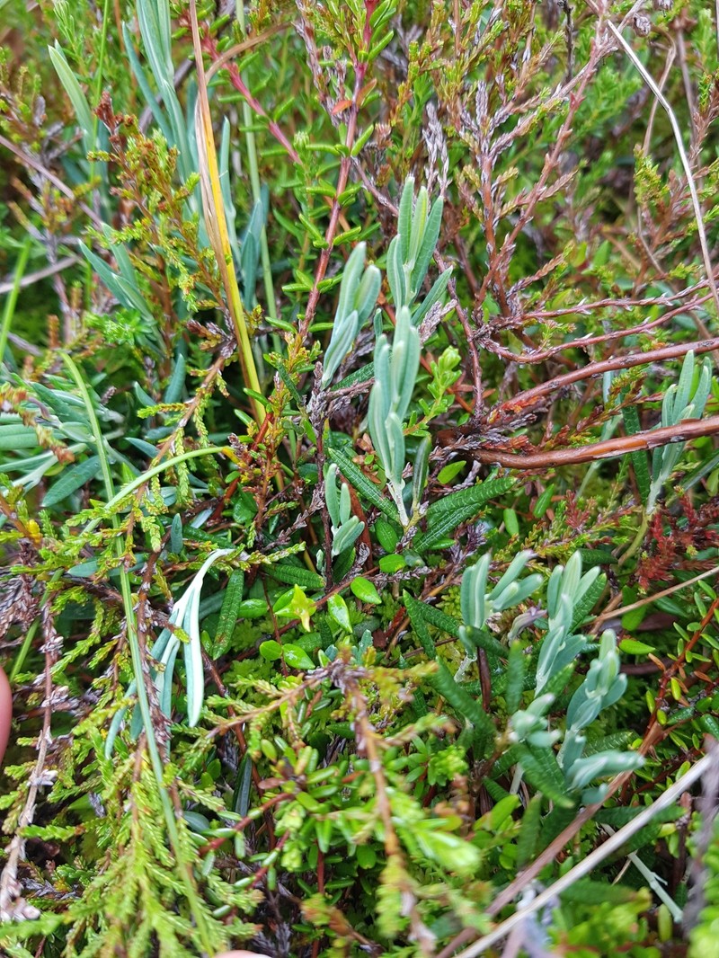 Andromeda polifolia subsp. polifolia photo 3