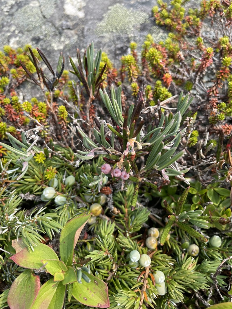 Andromeda polifolia subsp. polifolia photo 4