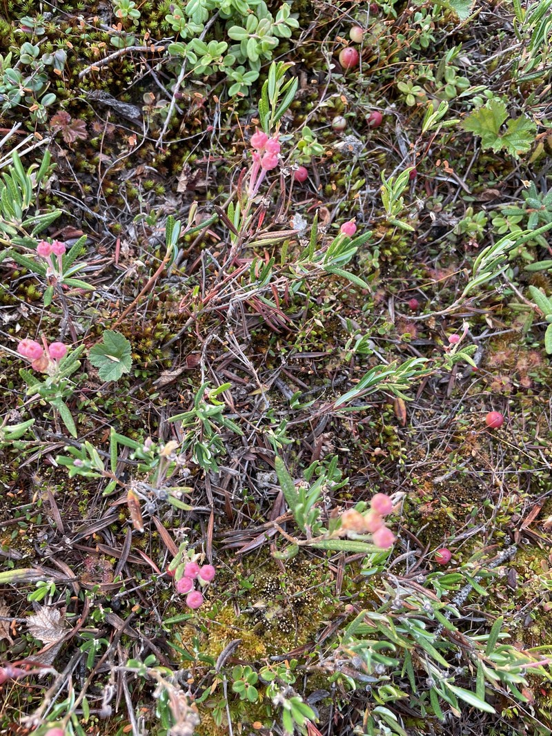 Andromeda polifolia subsp. polifolia photo 8