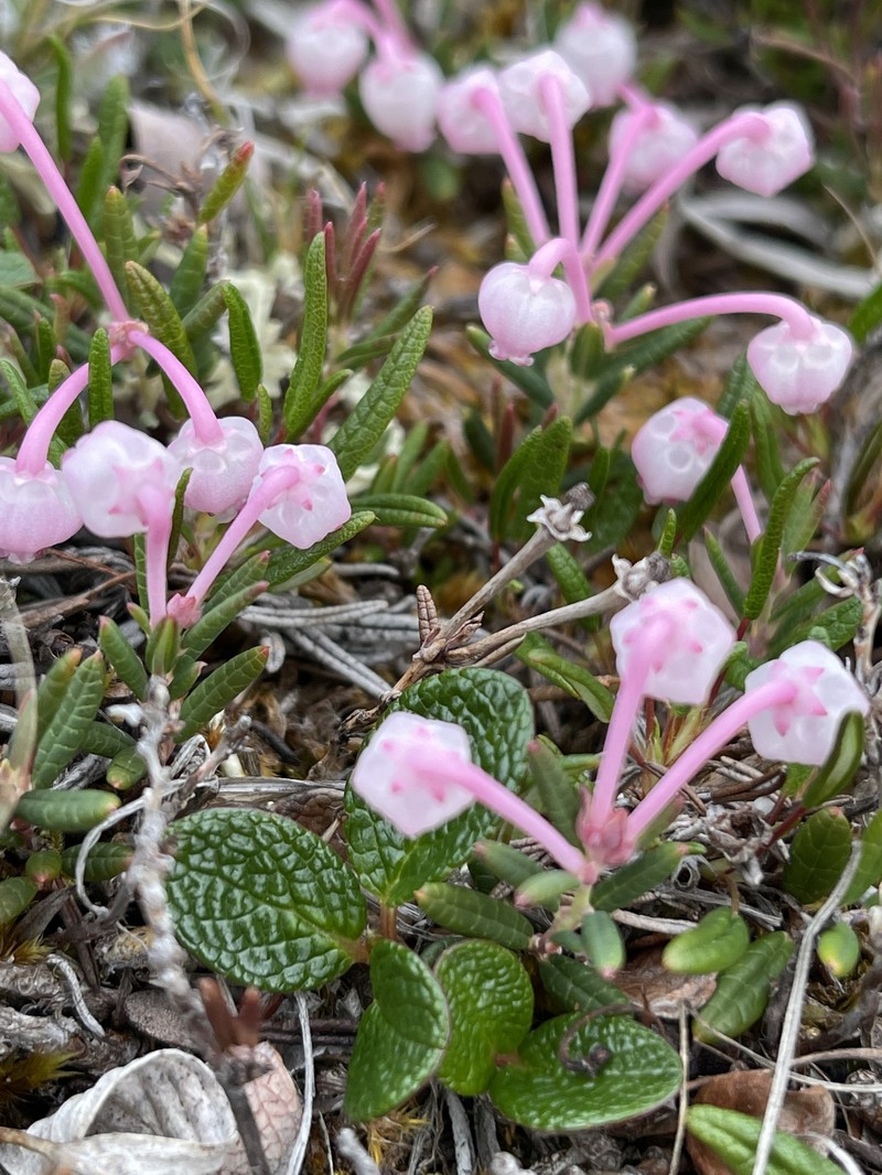 Andromeda polifolia subsp. pumila