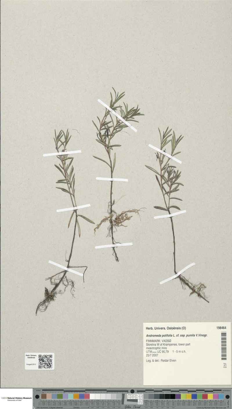 Andromeda polifolia subsp. pumila photo 2