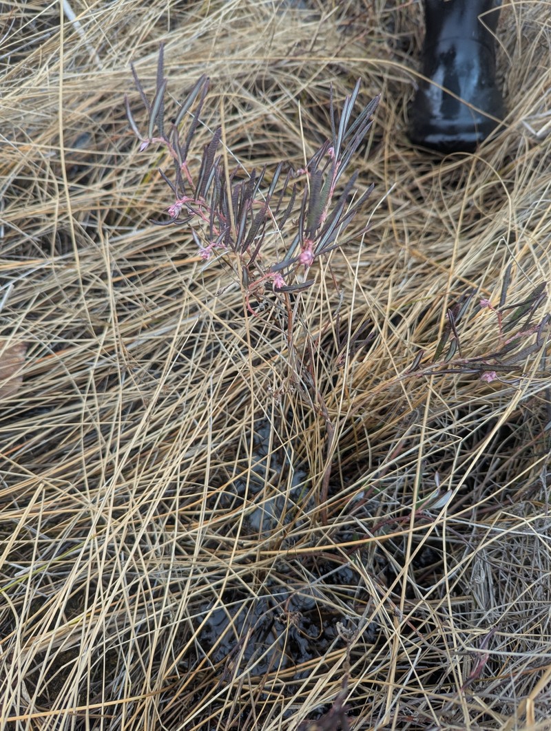 Andromeda polifolia var. latifolia photo 2