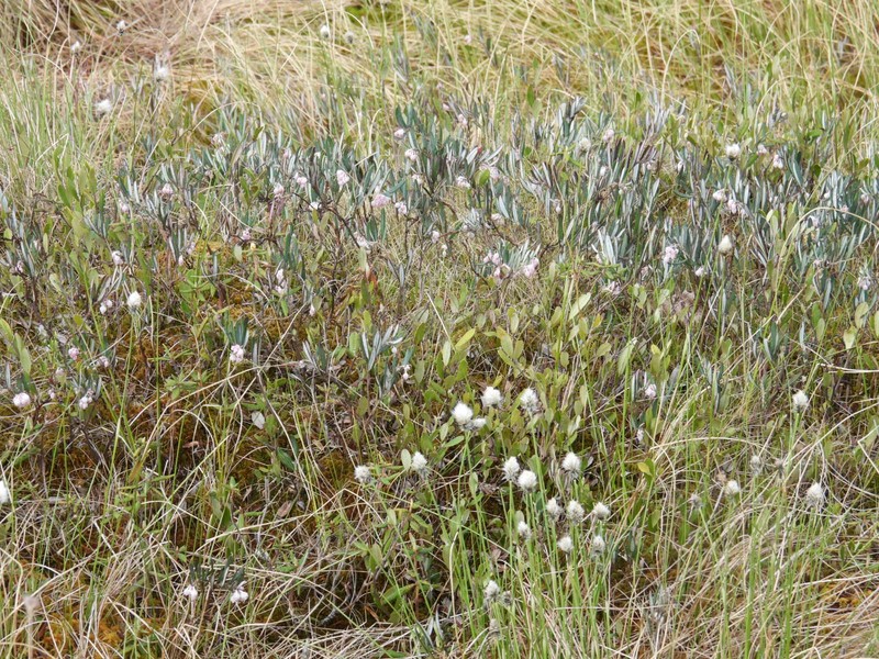 Andromeda polifolia var. latifolia photo 3
