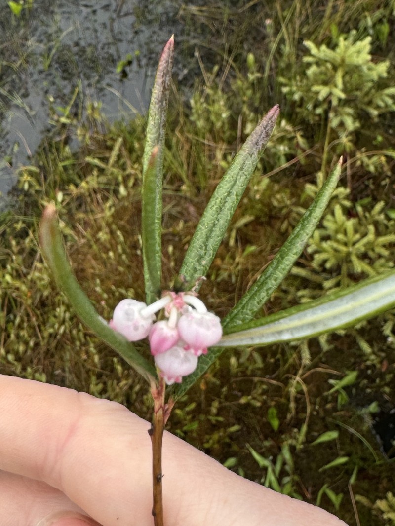 Andromeda polifolia var. latifolia photo 4