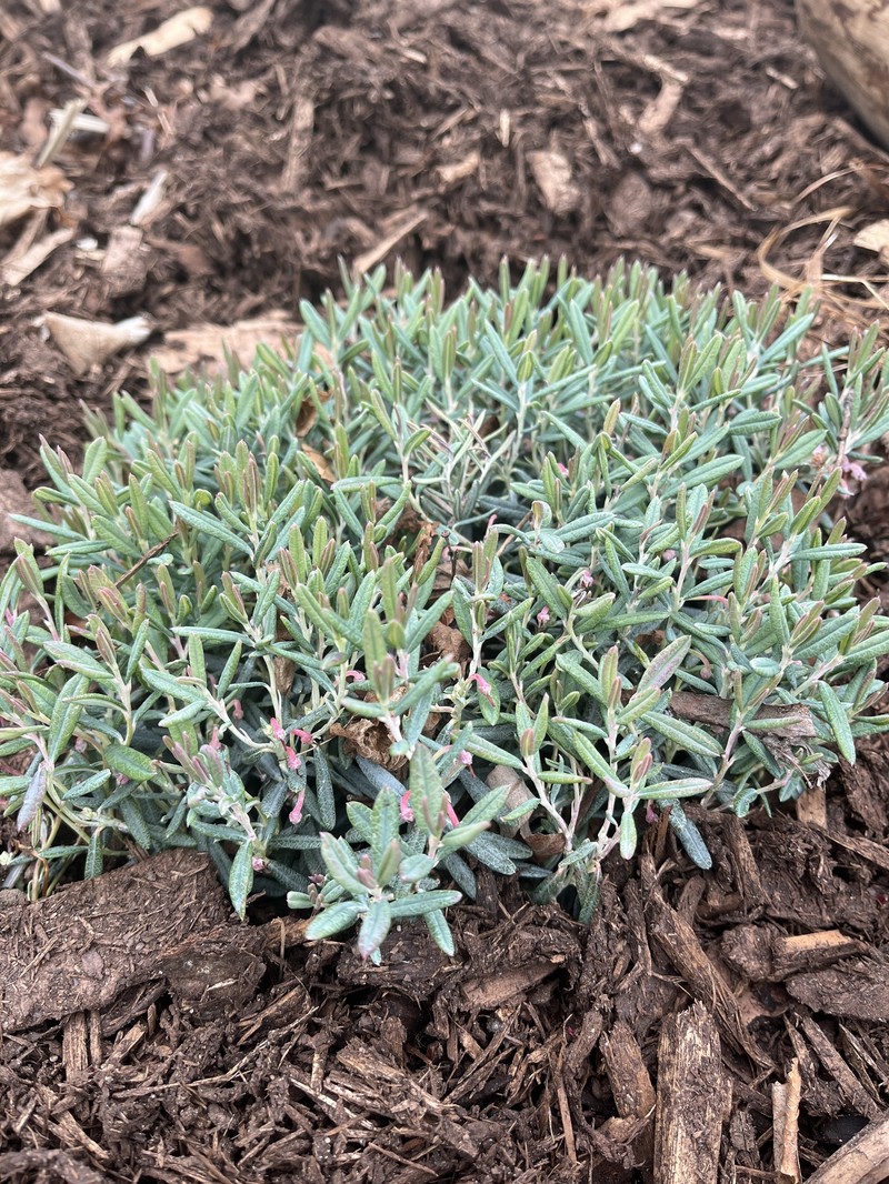 Andromeda polifolia var. latifolia photo 5