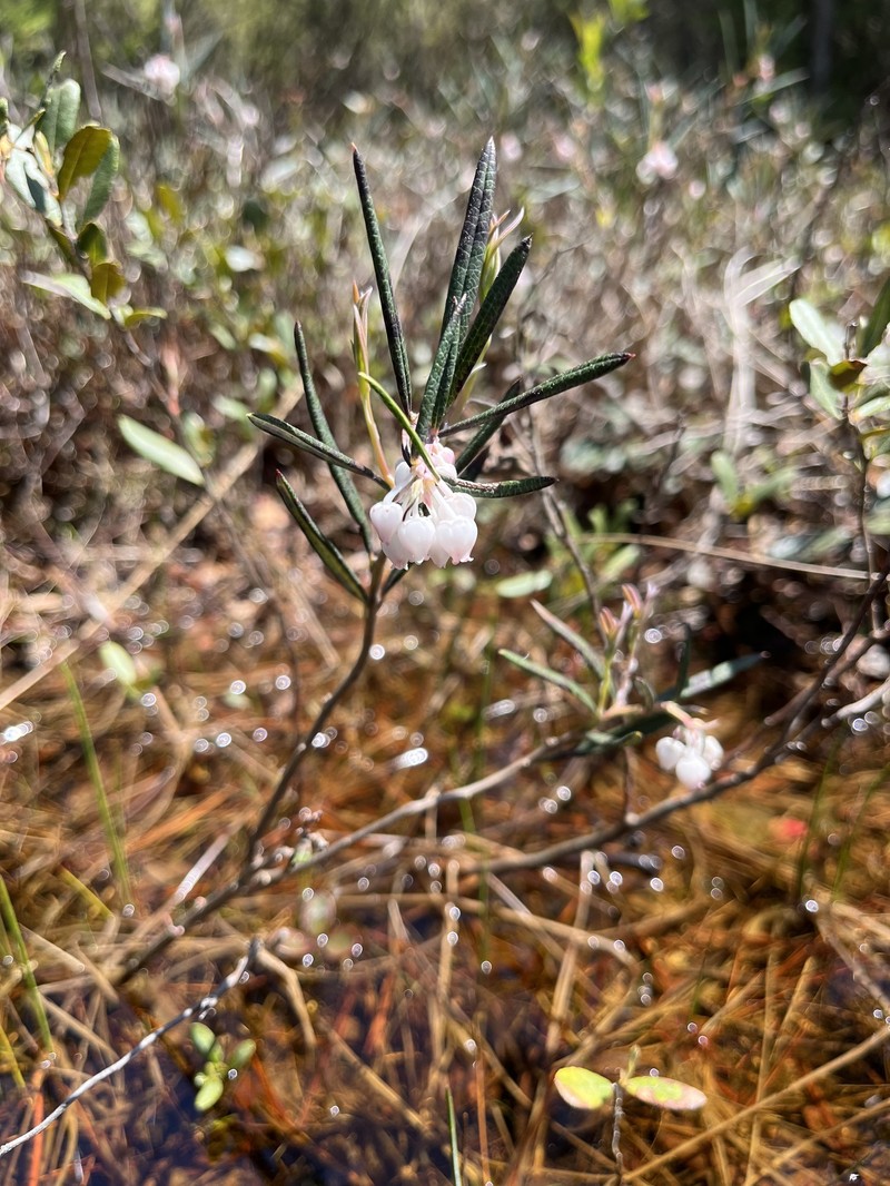 Andromeda polifolia var. latifolia photo 6