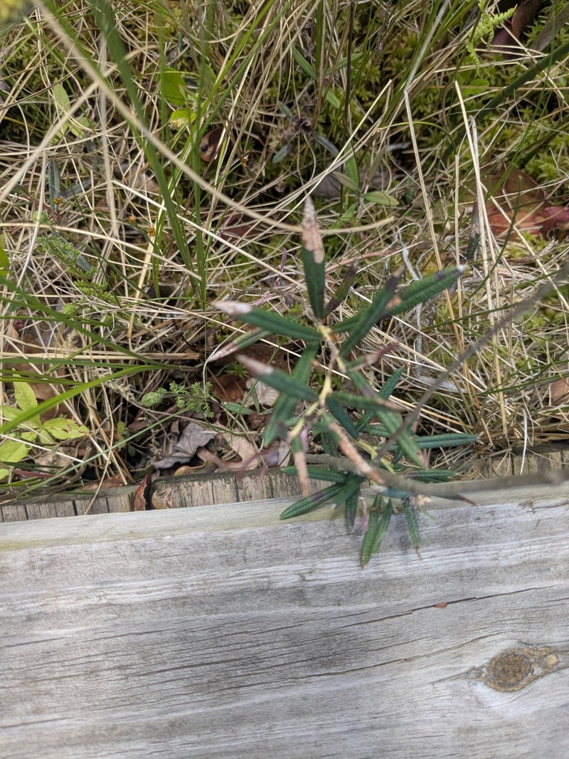 Andromeda polifolia var. latifolia photo 7