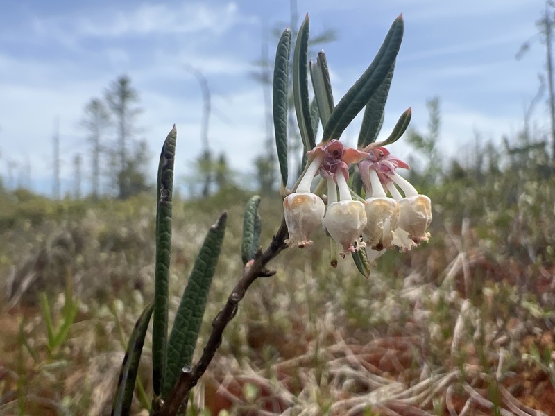 Andromeda polifolia var. latifolia photo 8