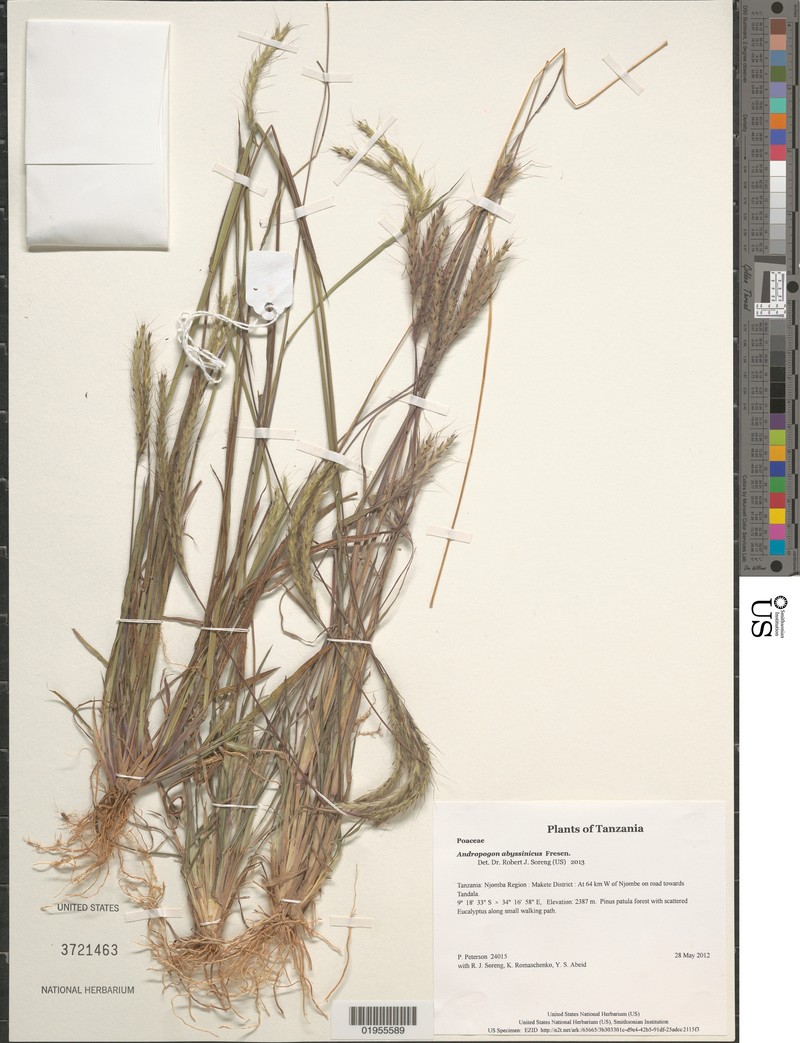 Andropogon abyssinicus photo 2