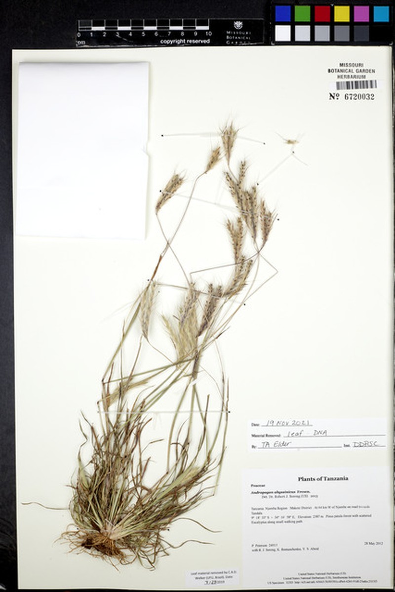 Andropogon abyssinicus photo 3