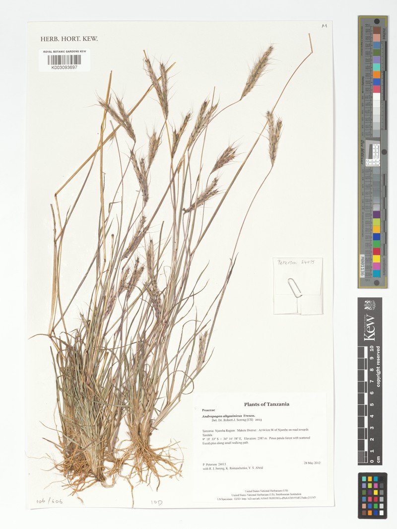 Andropogon abyssinicus photo 4