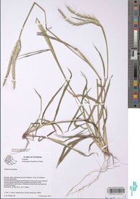 Andropogon abyssinicus