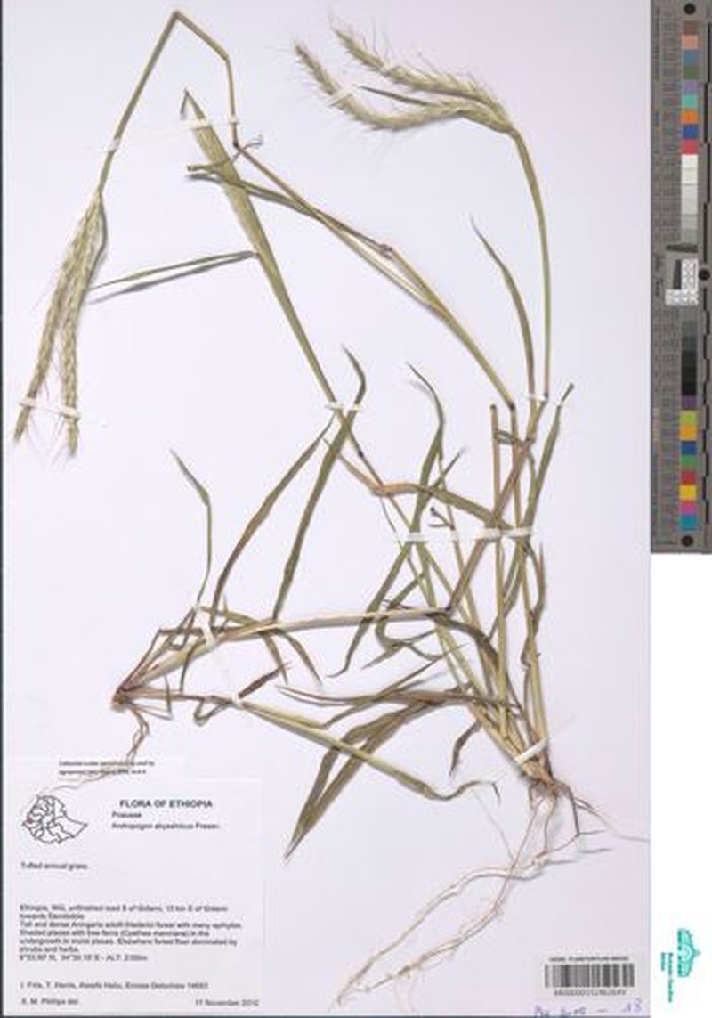 Andropogon abyssinicus