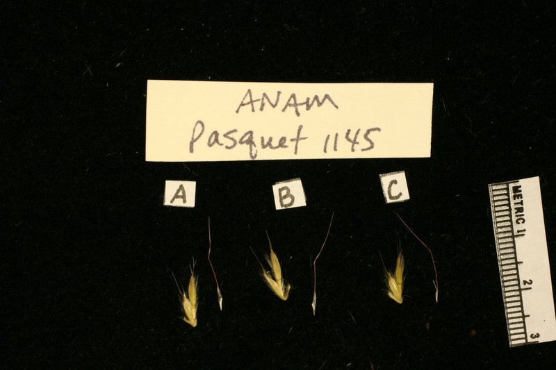 Andropogon amethystinus photo 2
