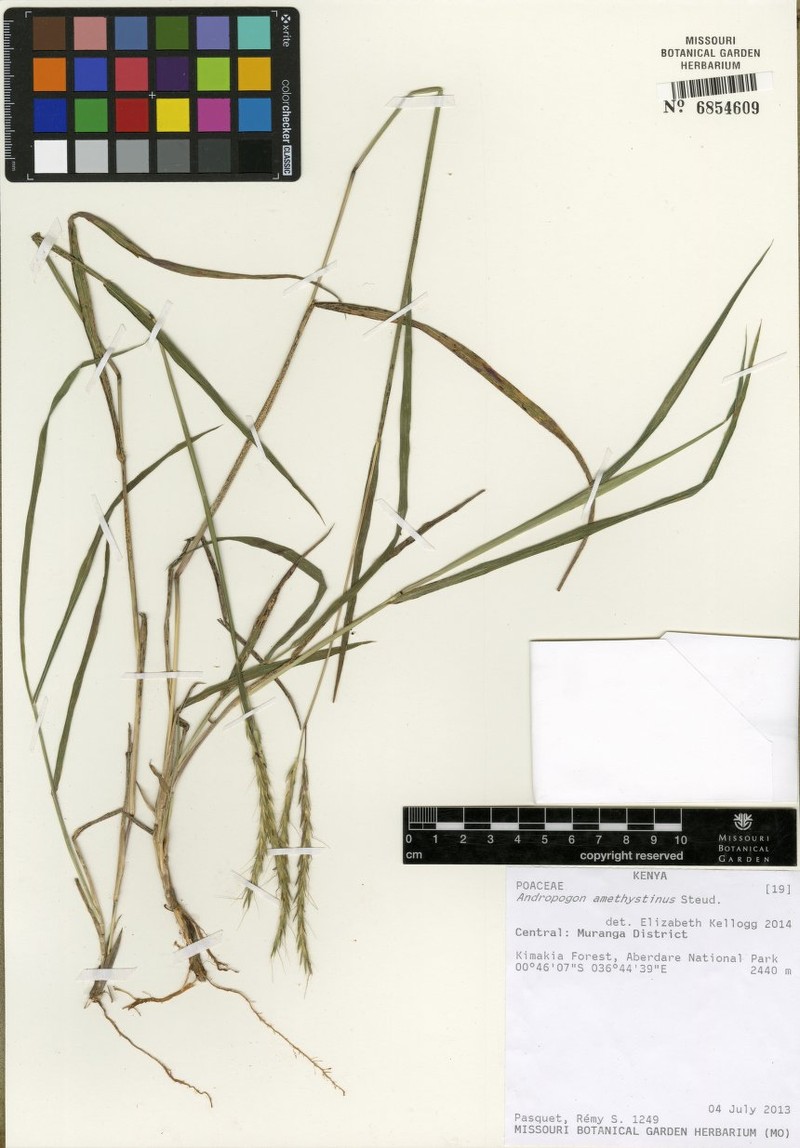 Andropogon amethystinus photo 3