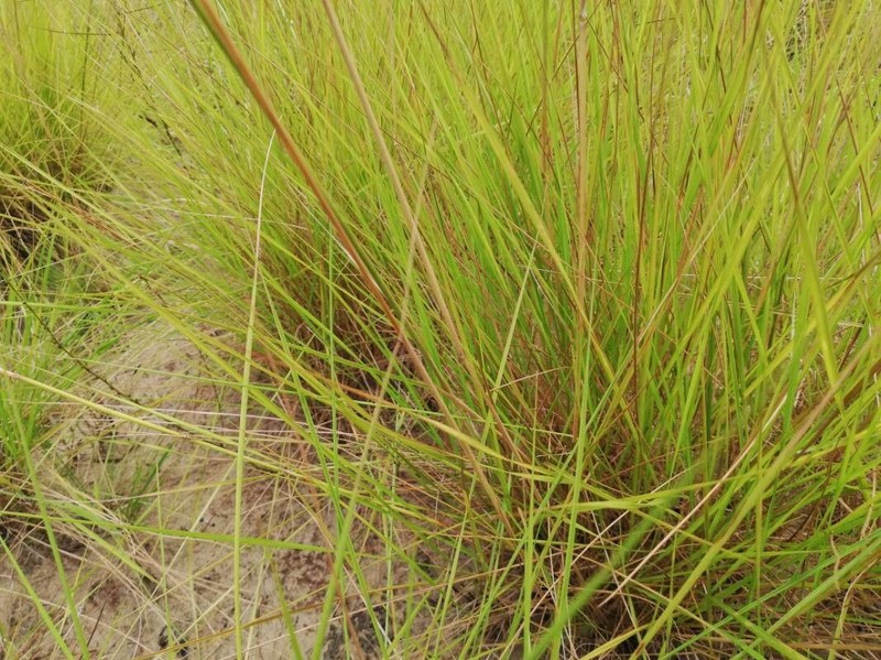 Andropogon amethystinus
