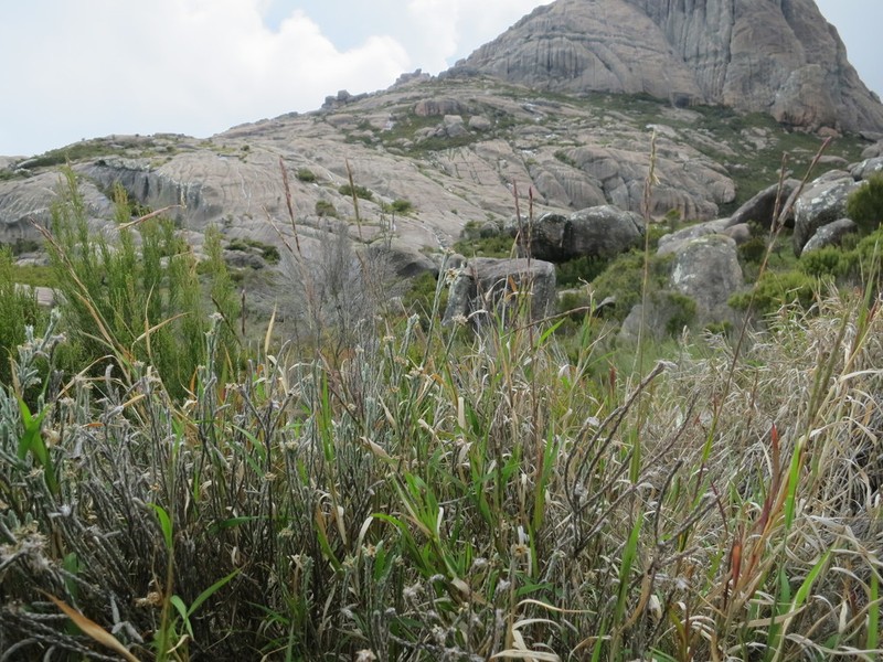 Andropogon andringitrensis