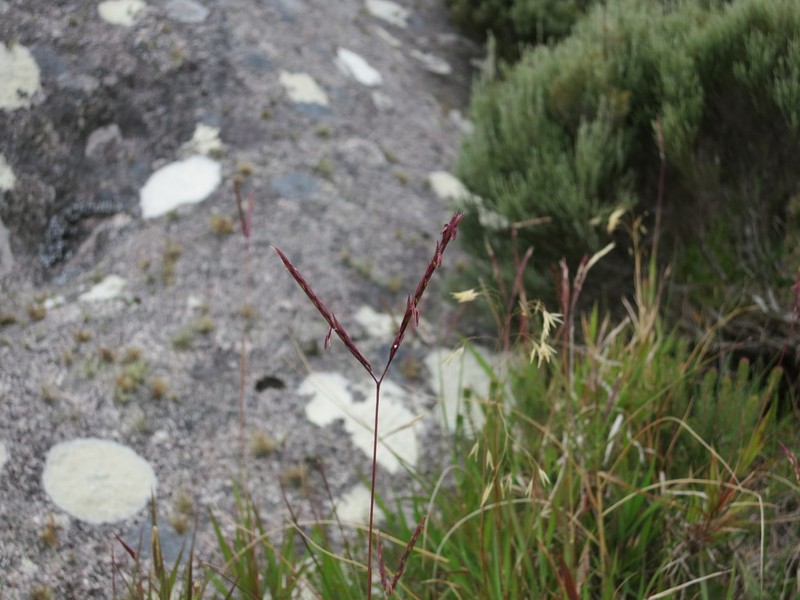 Andropogon andringitrensis photo 2