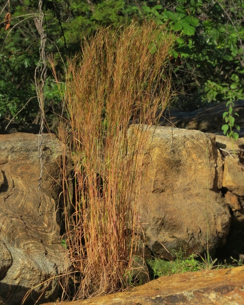 Andropogon angustatus