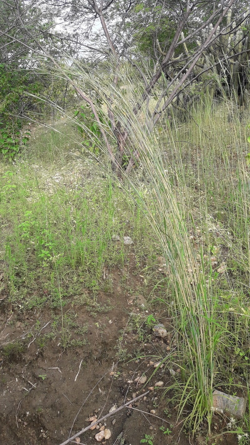 Andropogon angustatus photo 2