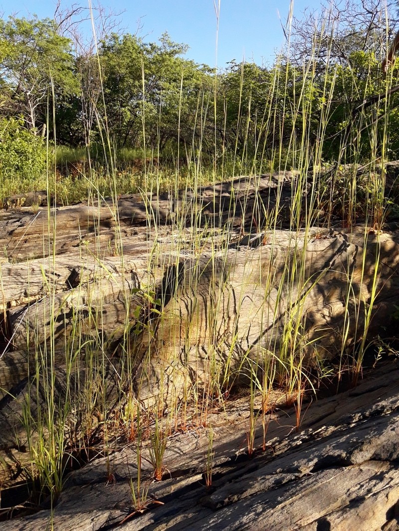 Andropogon angustatus photo 3