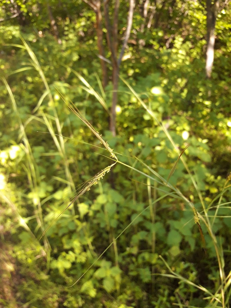 Andropogon angustatus photo 4