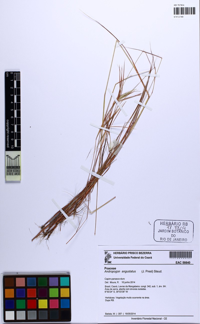 Andropogon angustatus photo 5