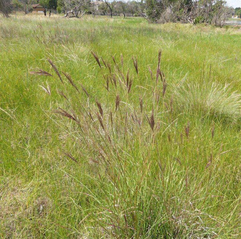 Andropogon appendiculatus photo 2