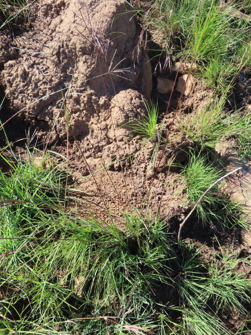 Andropogon appendiculatus photo 4