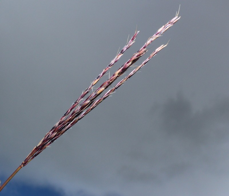 Andropogon appendiculatus photo 5