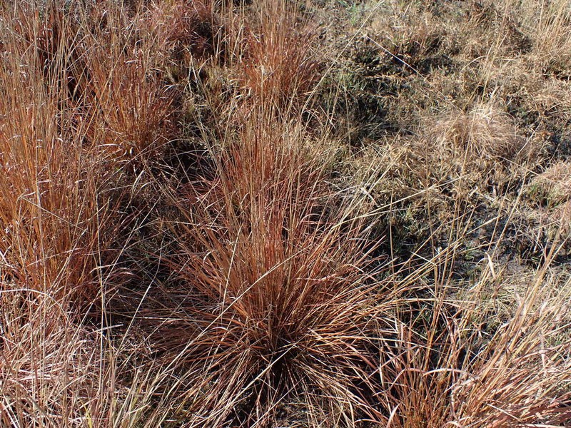 Andropogon appendiculatus photo 6