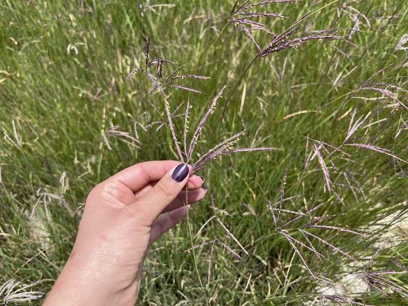 Andropogon appendiculatus photo 7