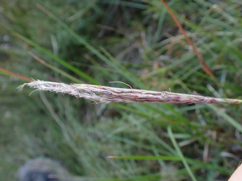 Andropogon appendiculatus photo 8