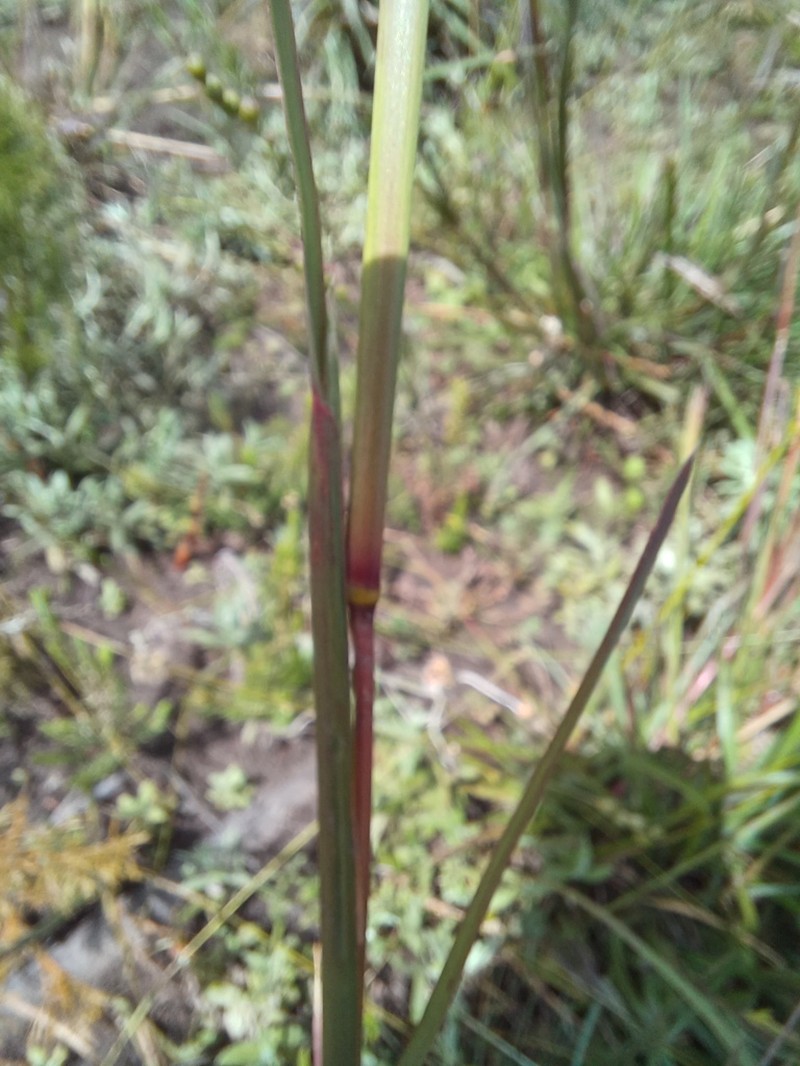 Andropogon appendiculatus