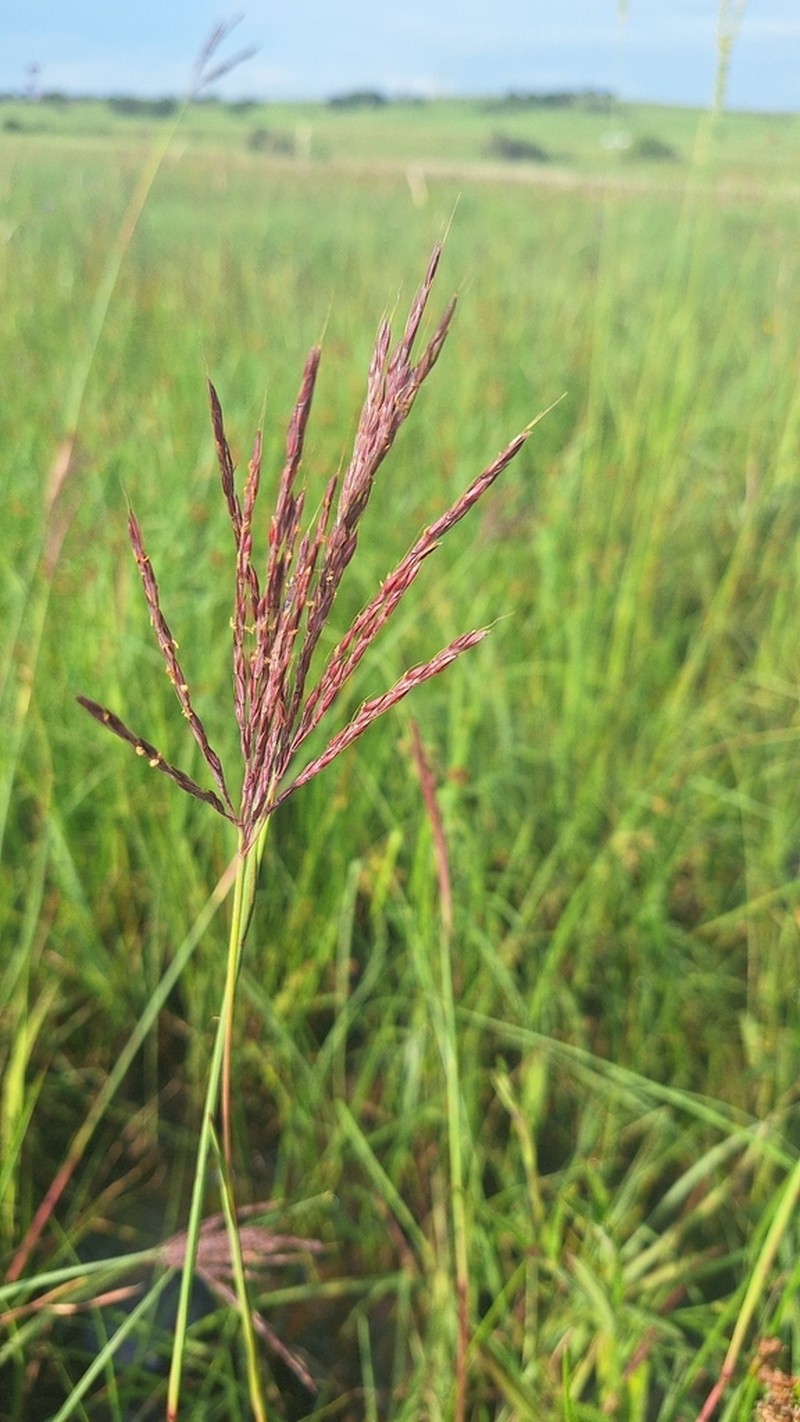 Andropogon appendiculatus photo 2