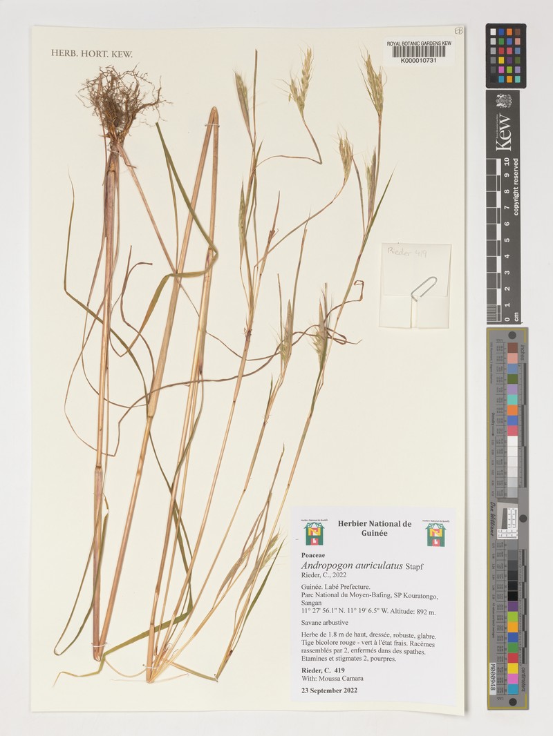 Andropogon auriculatus
