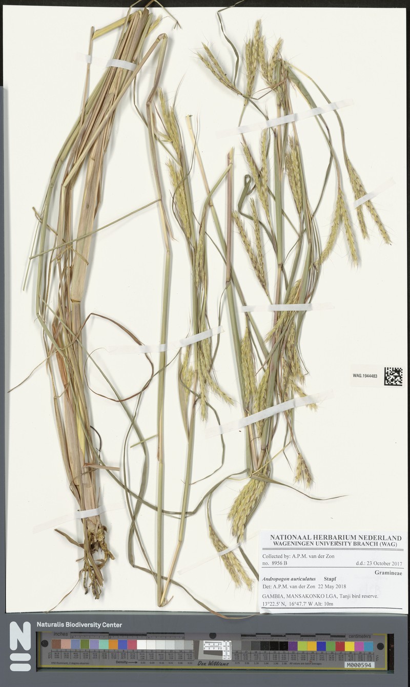 Andropogon auriculatus photo 2