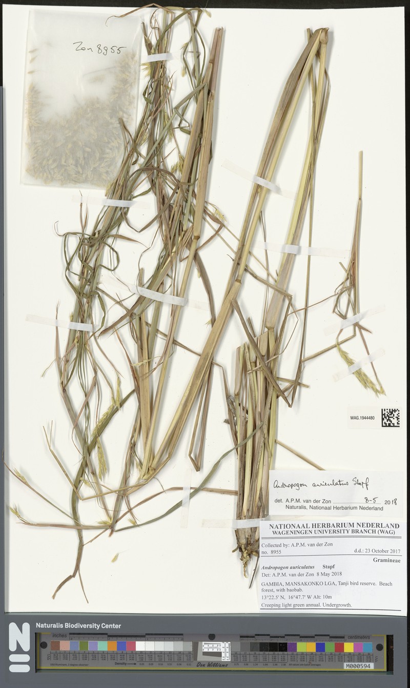 Andropogon auriculatus photo 3