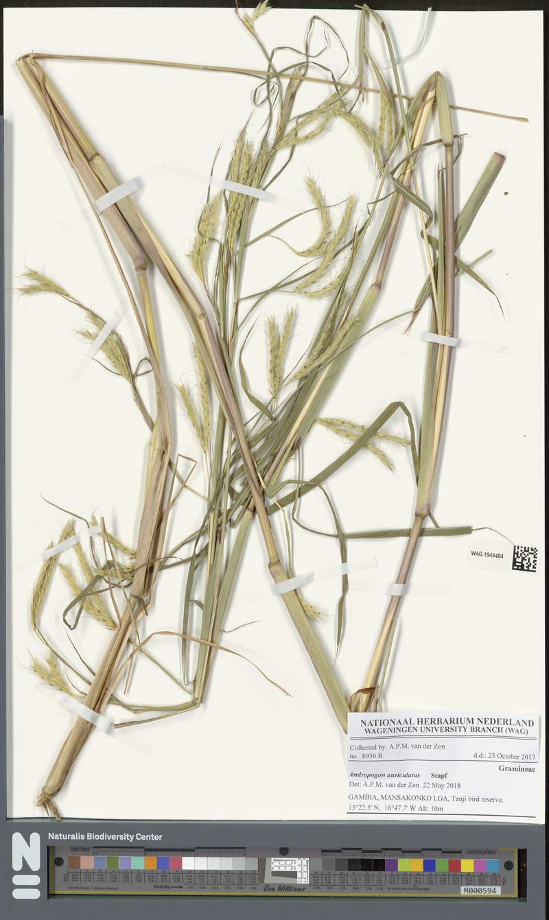 Andropogon auriculatus photo 4
